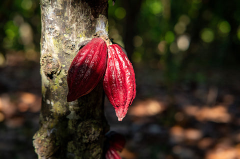 An exceptional cocoa