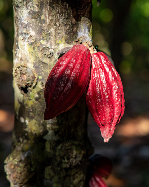 An exceptional cocoa